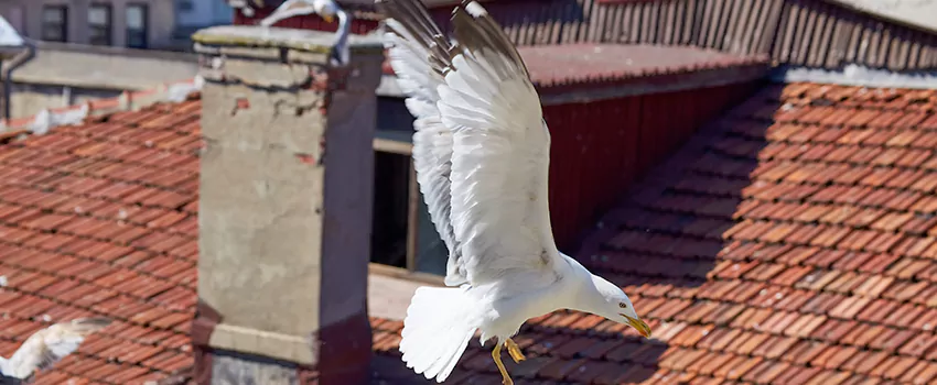 Residential Chimney Animal Removal Solution in Frankfort, IN